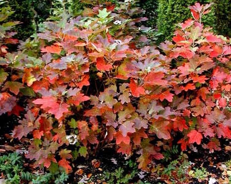 flowers and shrubs
