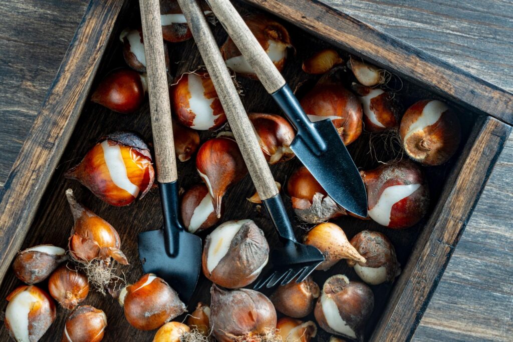 buy flowers bulbs