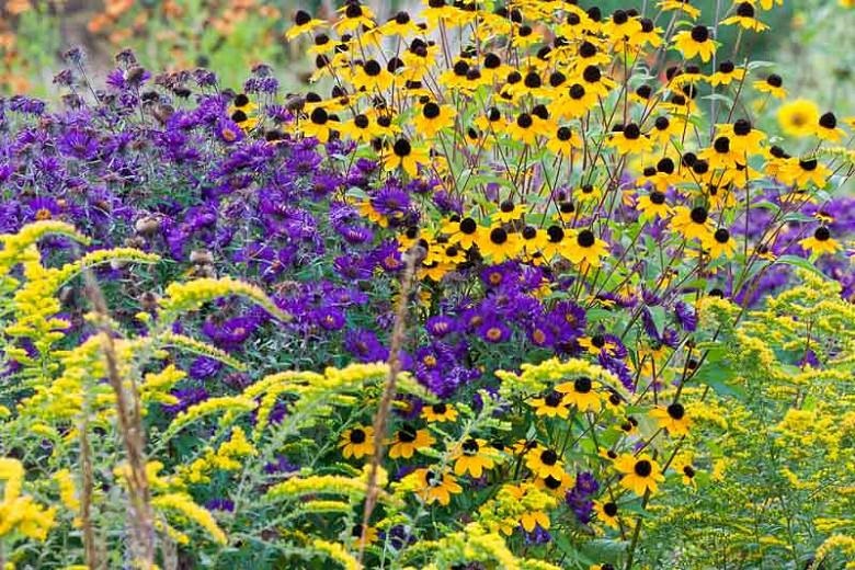 flowers and shrubs