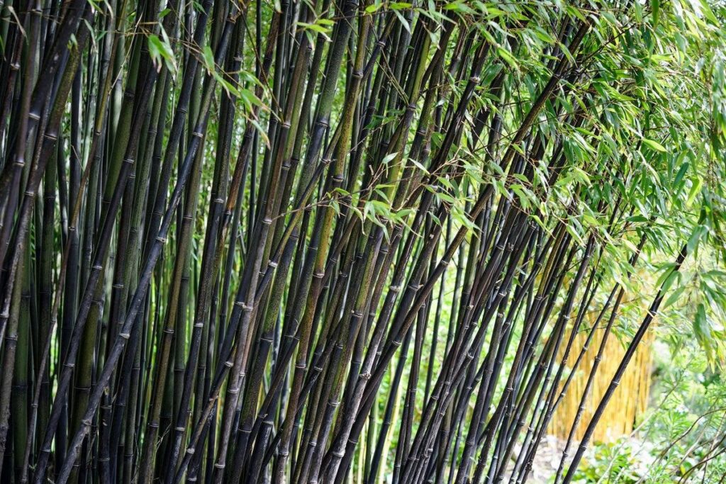 Bamboo Plants and their varieties